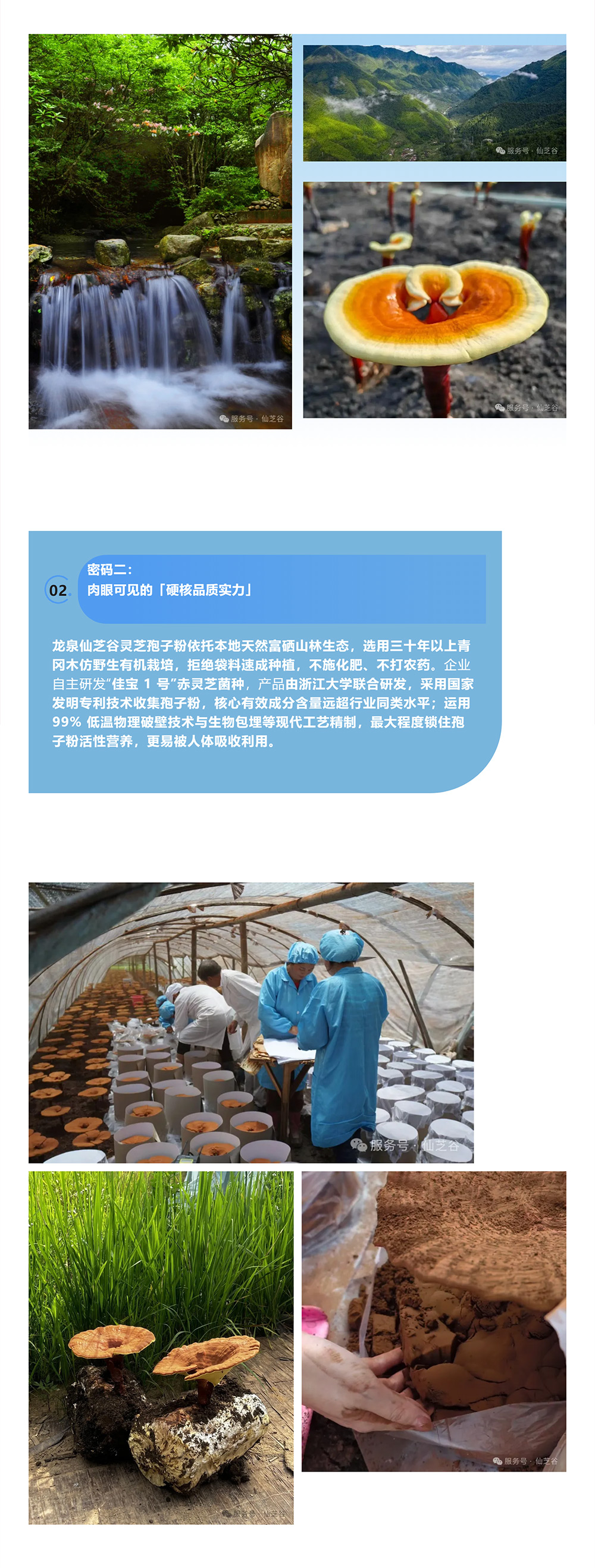 为什么是它？一文揭秘“仙芝谷”斩获“浙江特色伴手礼”背后的硬核实力！(图4)