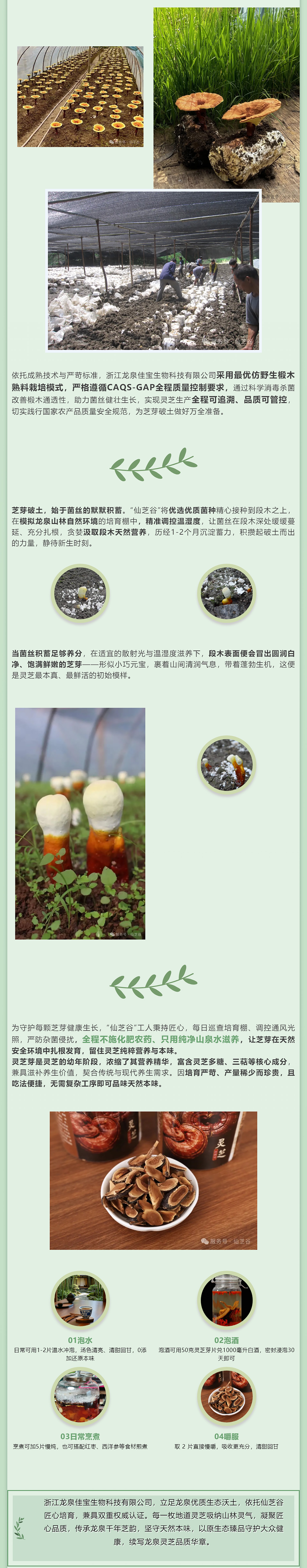 承千年芝韵，育自然鲜芽，“仙芝谷”守道地原生好物(图4)