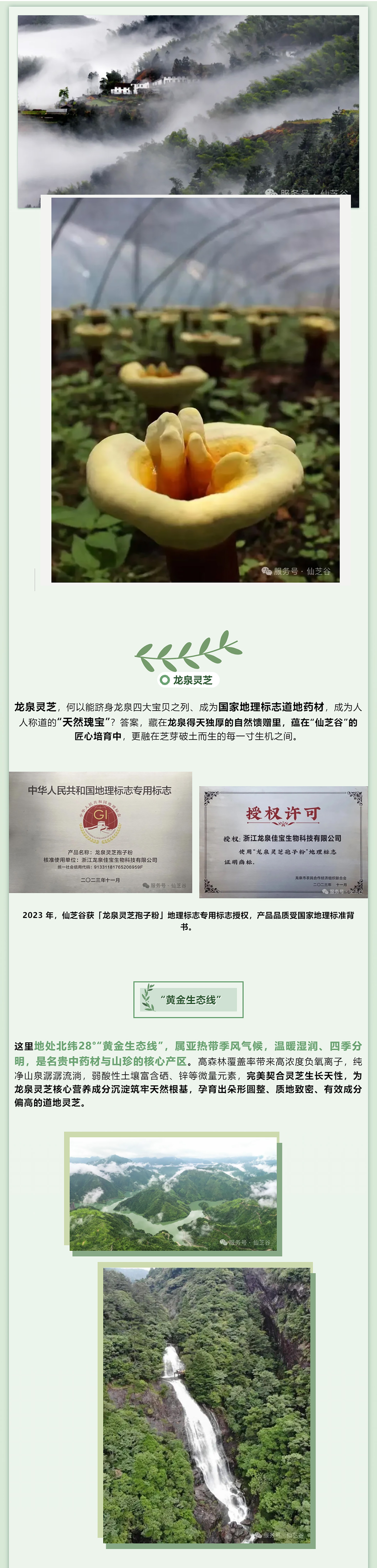 承千年芝韵，育自然鲜芽，“仙芝谷”守道地原生好物(图1)